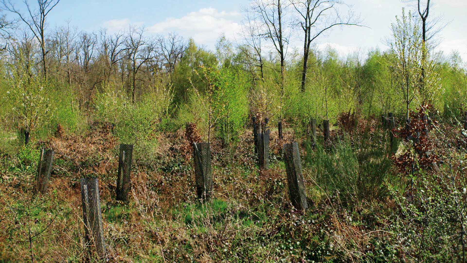 Jeune Plantation