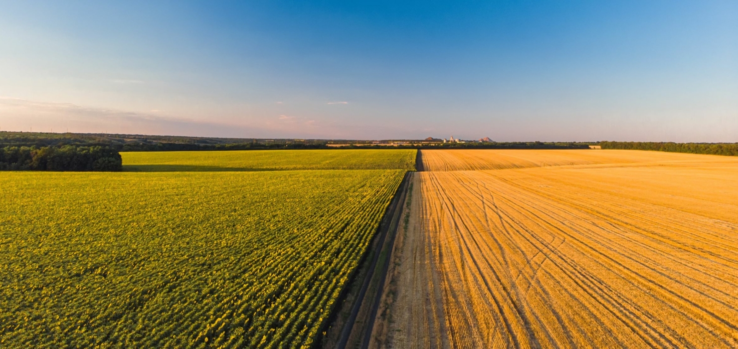 Champs Agricoles Colores Haut Tournesol Ble Seigle Mais Recadree